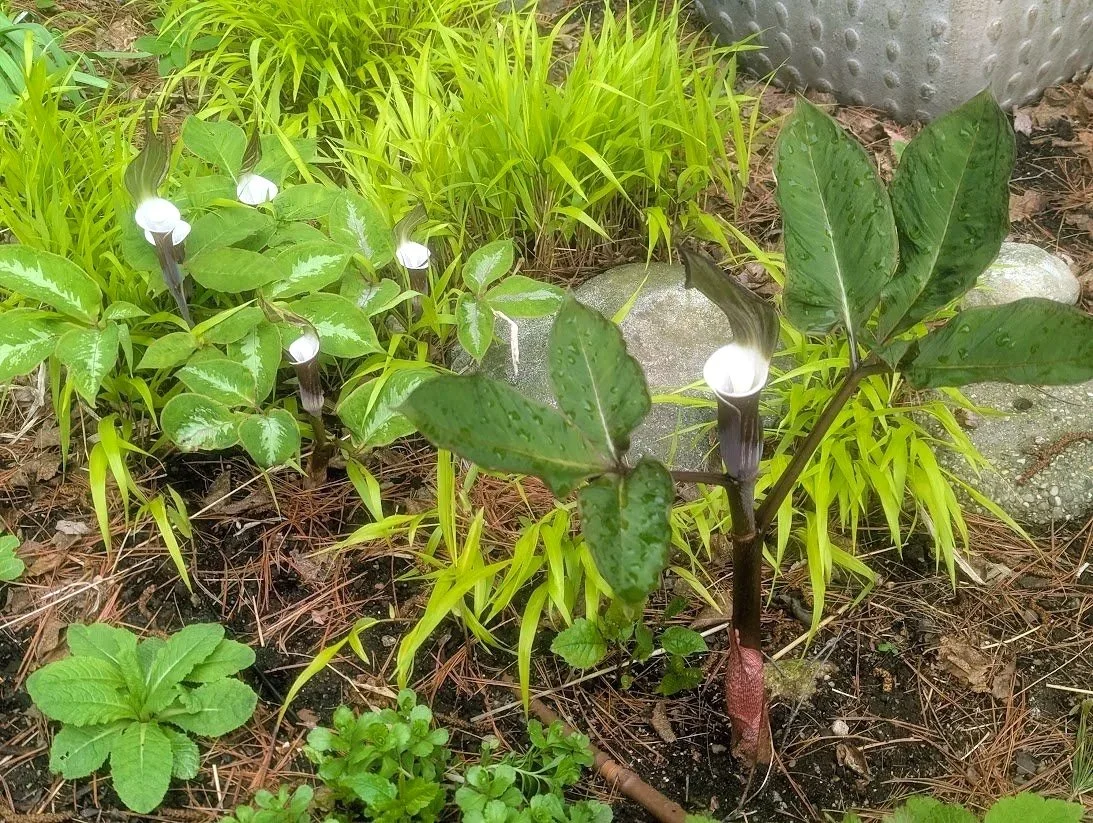 2026-05-15_arisaema-sikokianum-jack-in-the-pulpit.jpg
