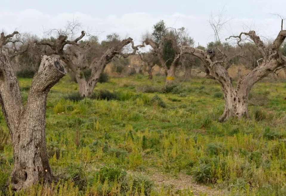 Italy's olive tree catastrophe, easing into fall The Big Little Garden