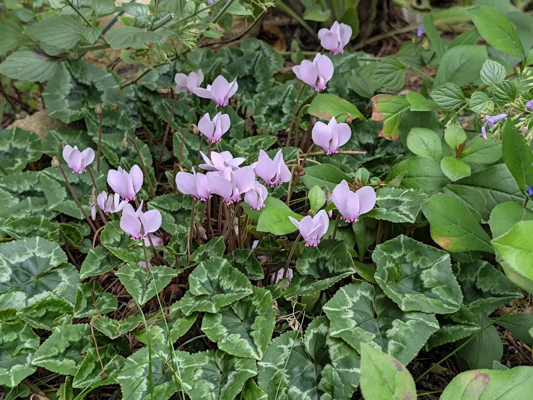2026-10-01_cyclamen-hederifolium.jpg
