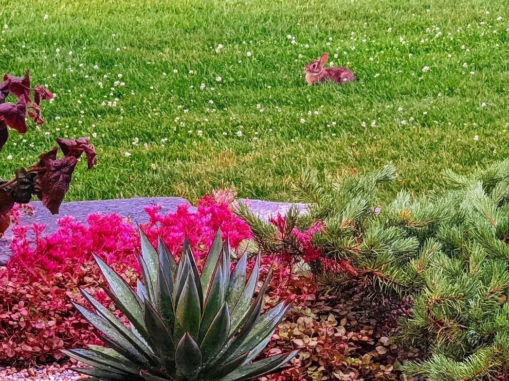 clover-lawn-bunny.jpg