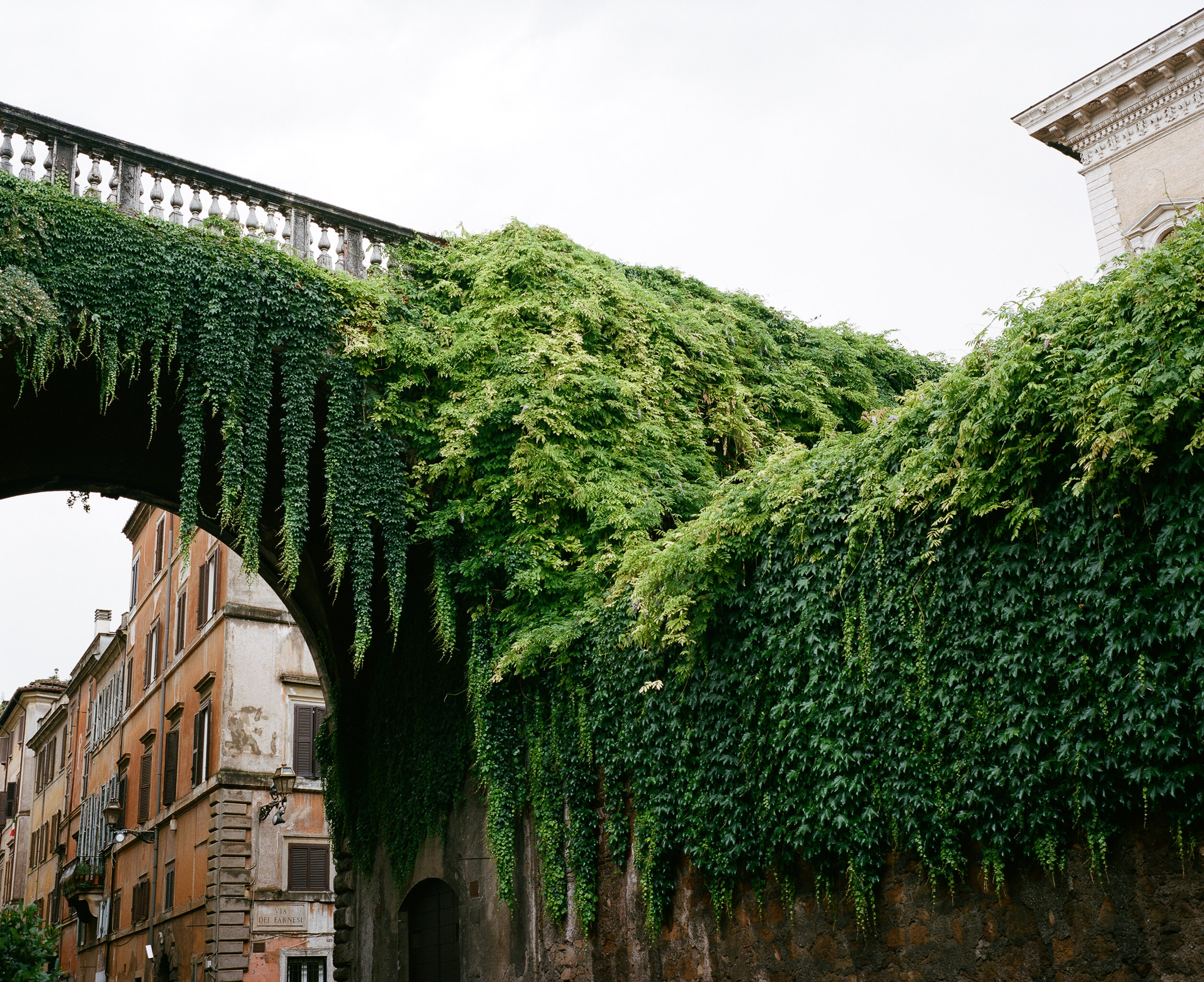 Bridge Covered In Vines, Rome, Italy
