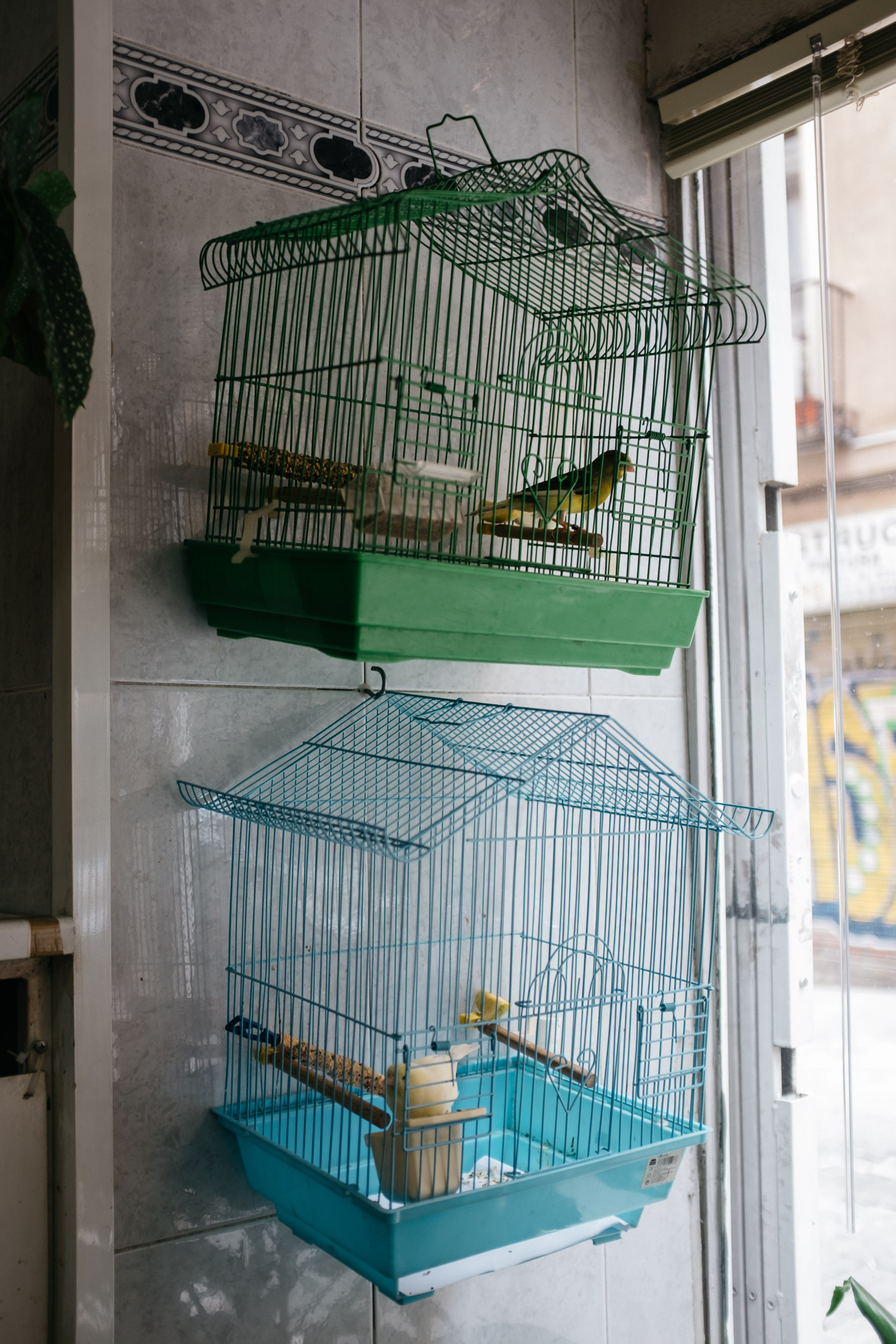 Green and blue birdcages in a window