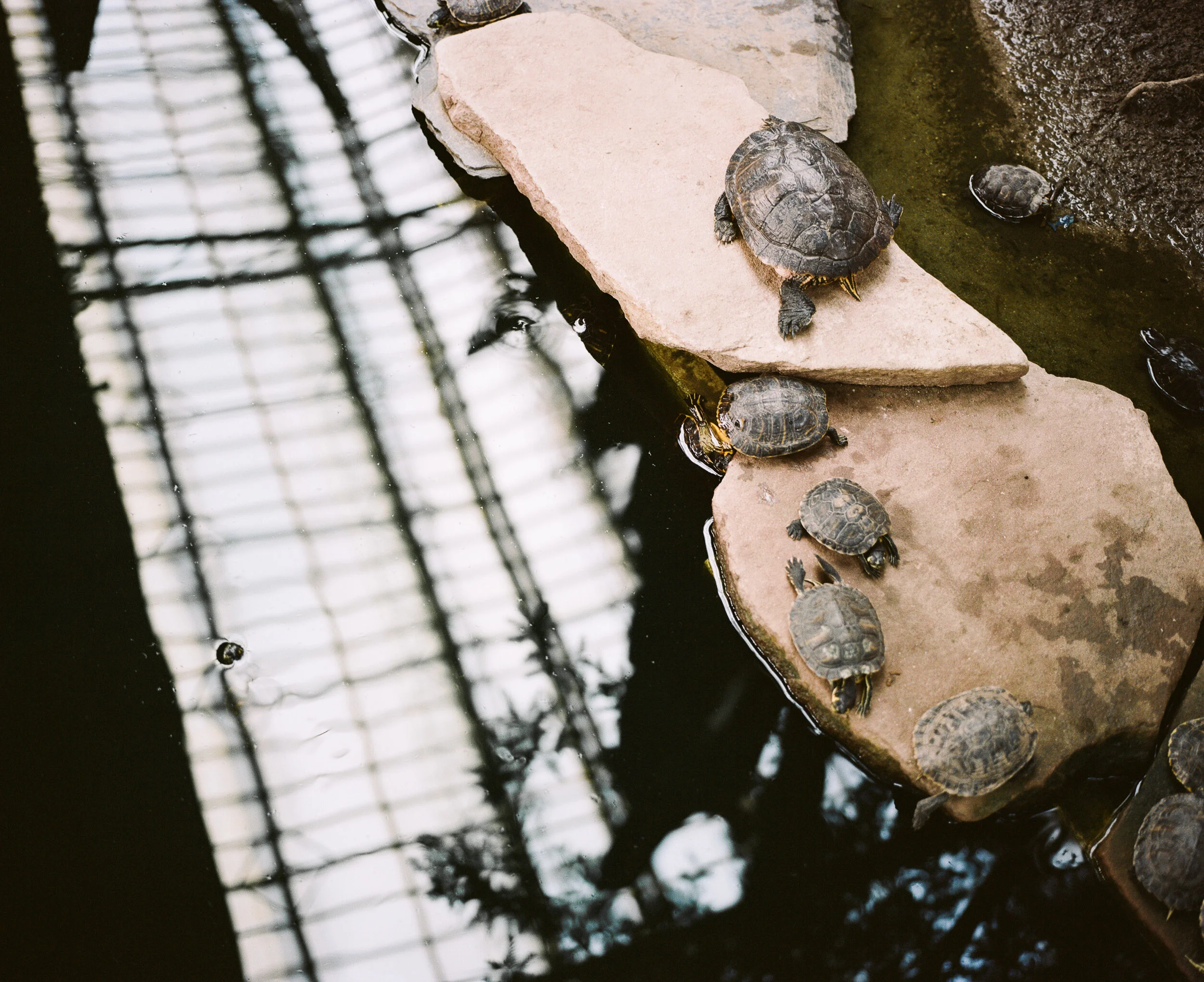 Turtles on rocks in a pond with the reflection of a roof above in the train station in Madrid Spain