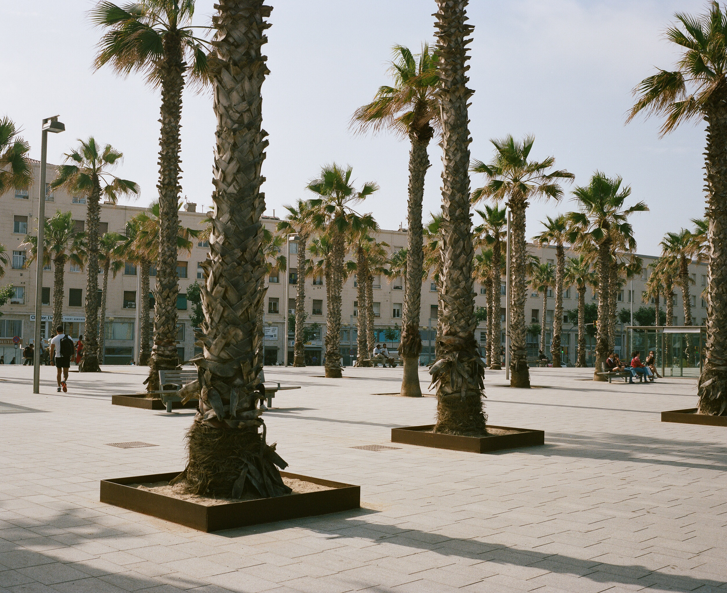 Palm trees in planters in Barcelona, Spain in front of a building