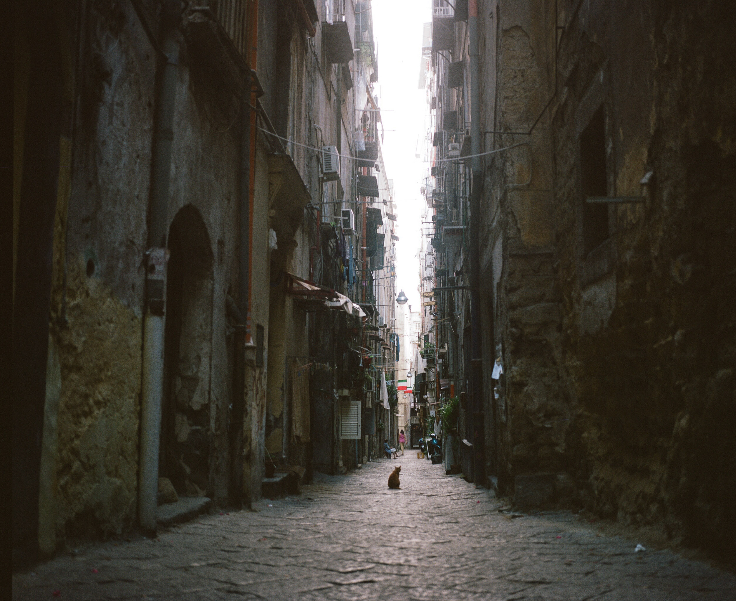 Cat in the narrow streets of Naples, Italy