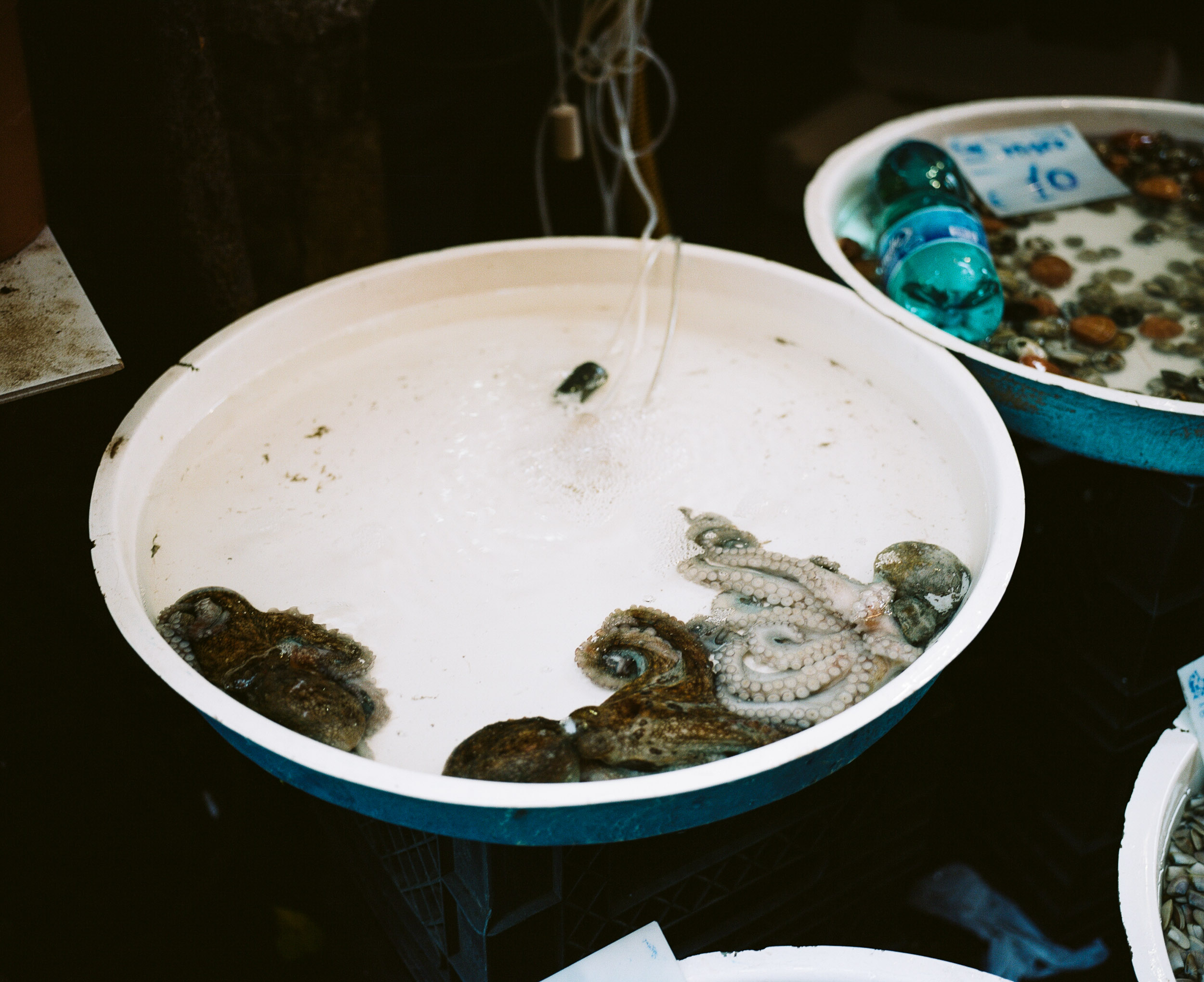 Octopi in round white tub in a Market in Naples, Italy