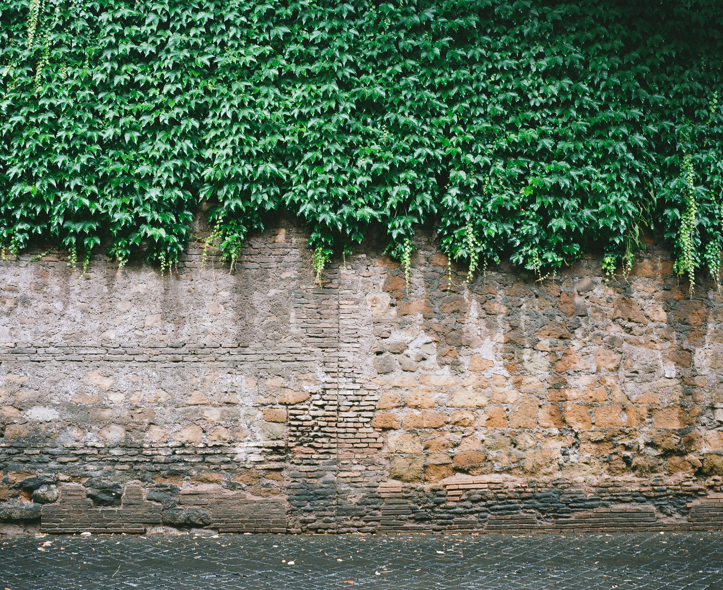 Ivy covered wall in Rome, Italy