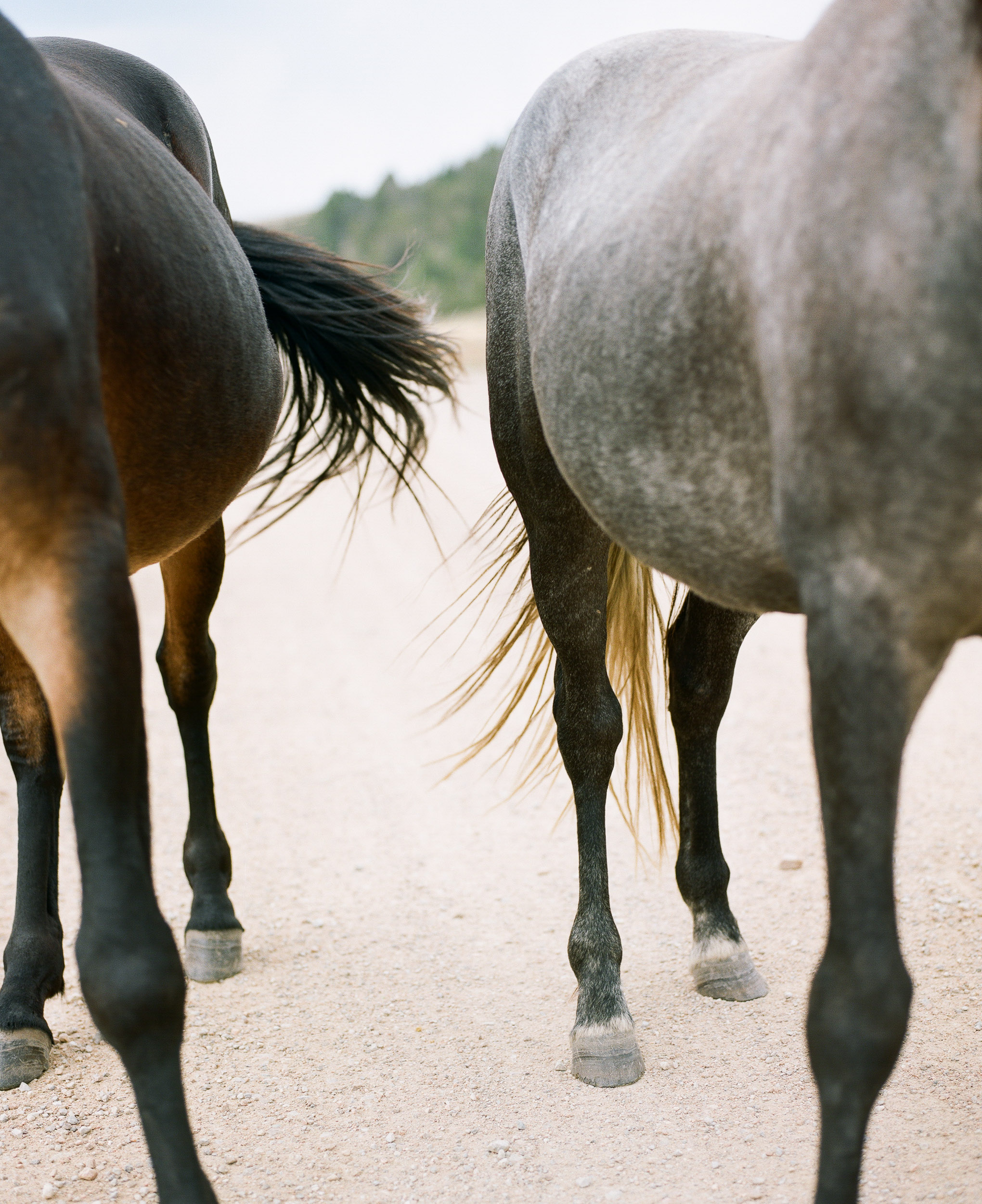 The body and legs of horses, tails swishing