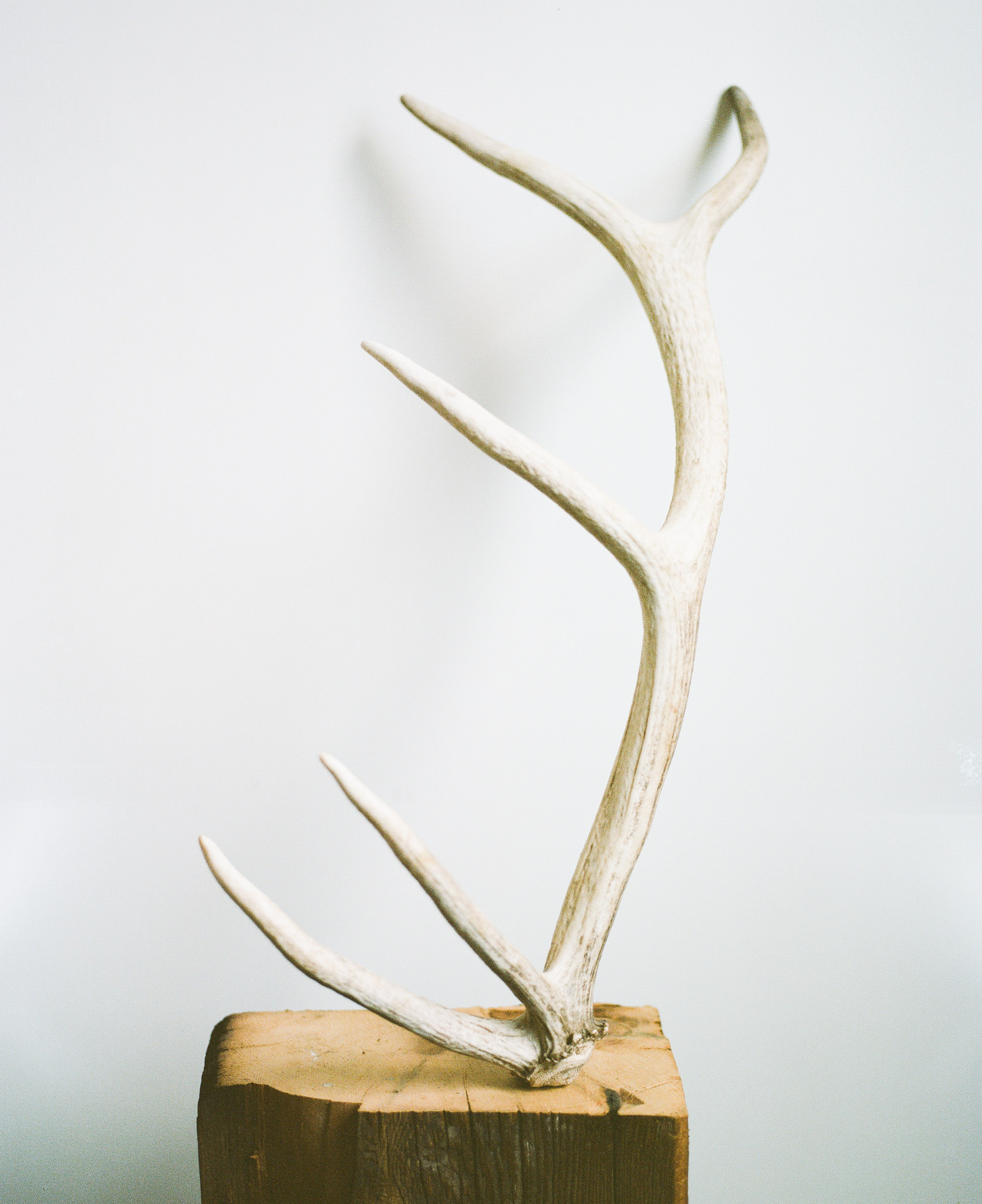 Elk Antler on a block of wood