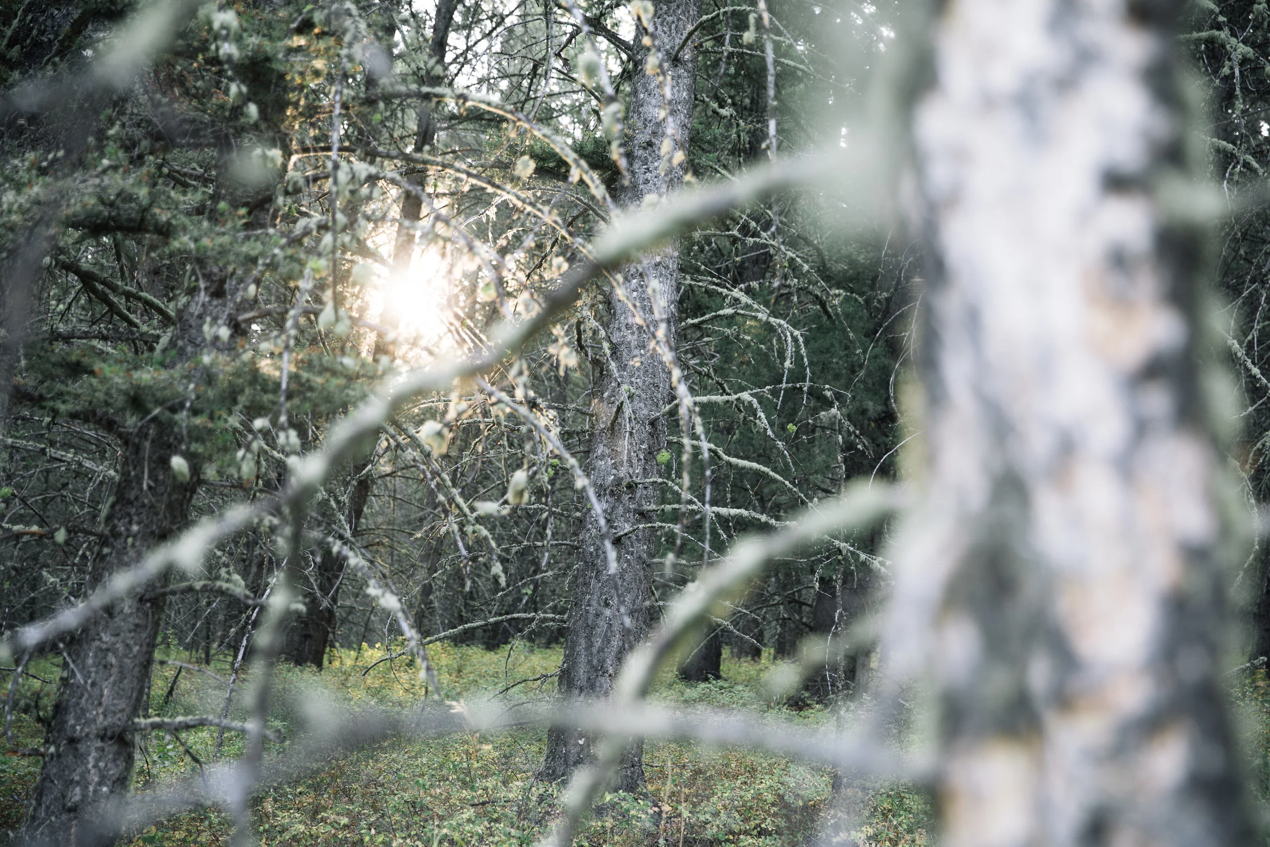 Sunglare through deep forrest trees
