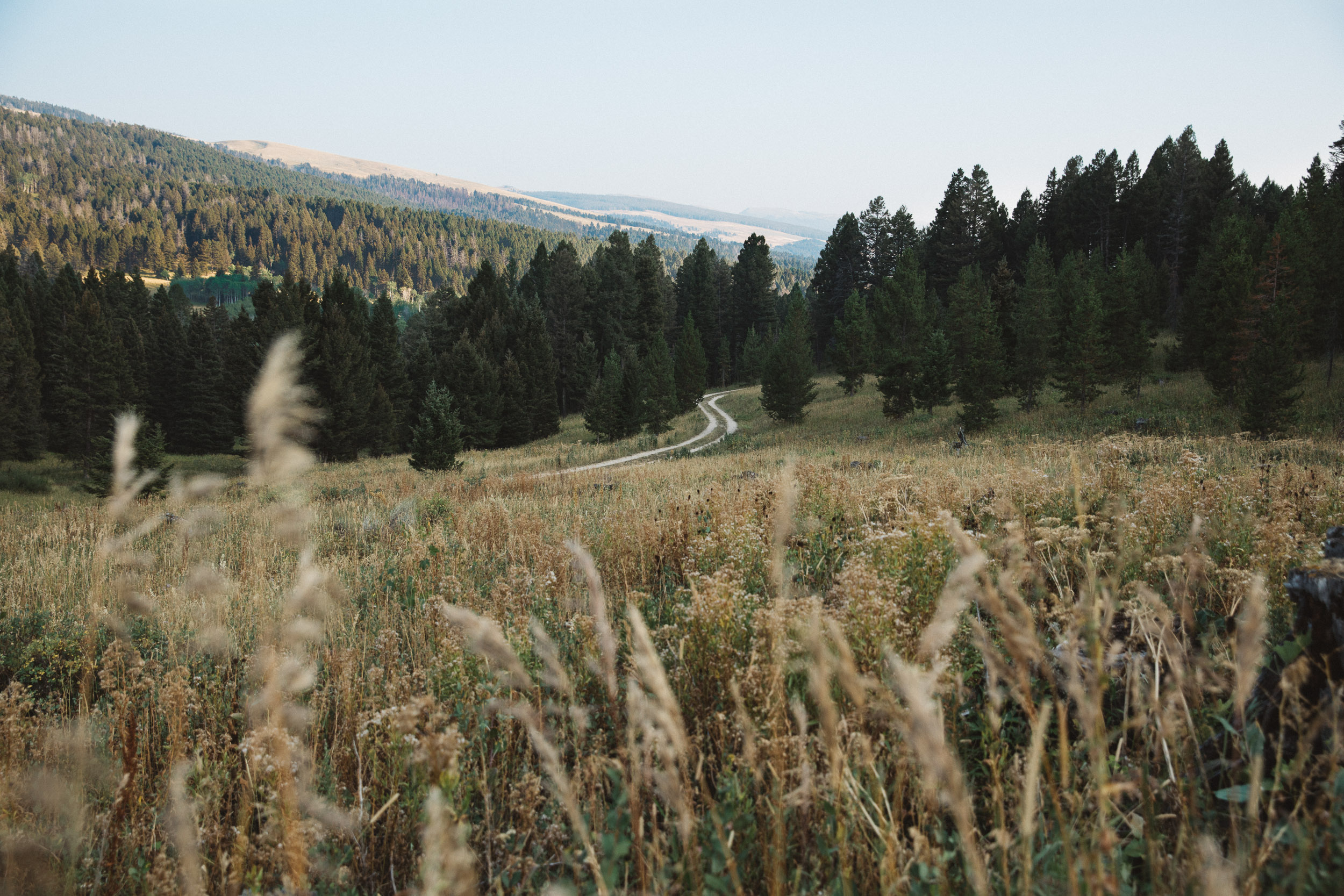 Dirt backroad in Mountains of Montana with grass in the foreground