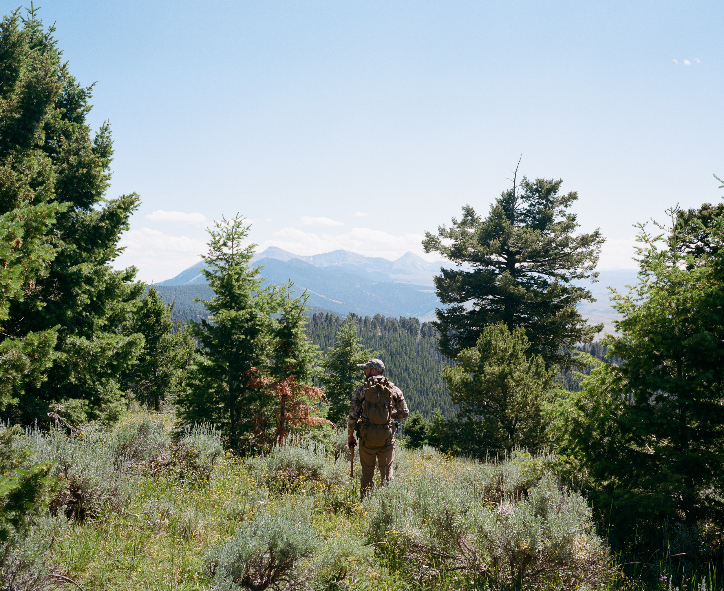 Hunter in camouflage standing between trees in the mountains of Montana