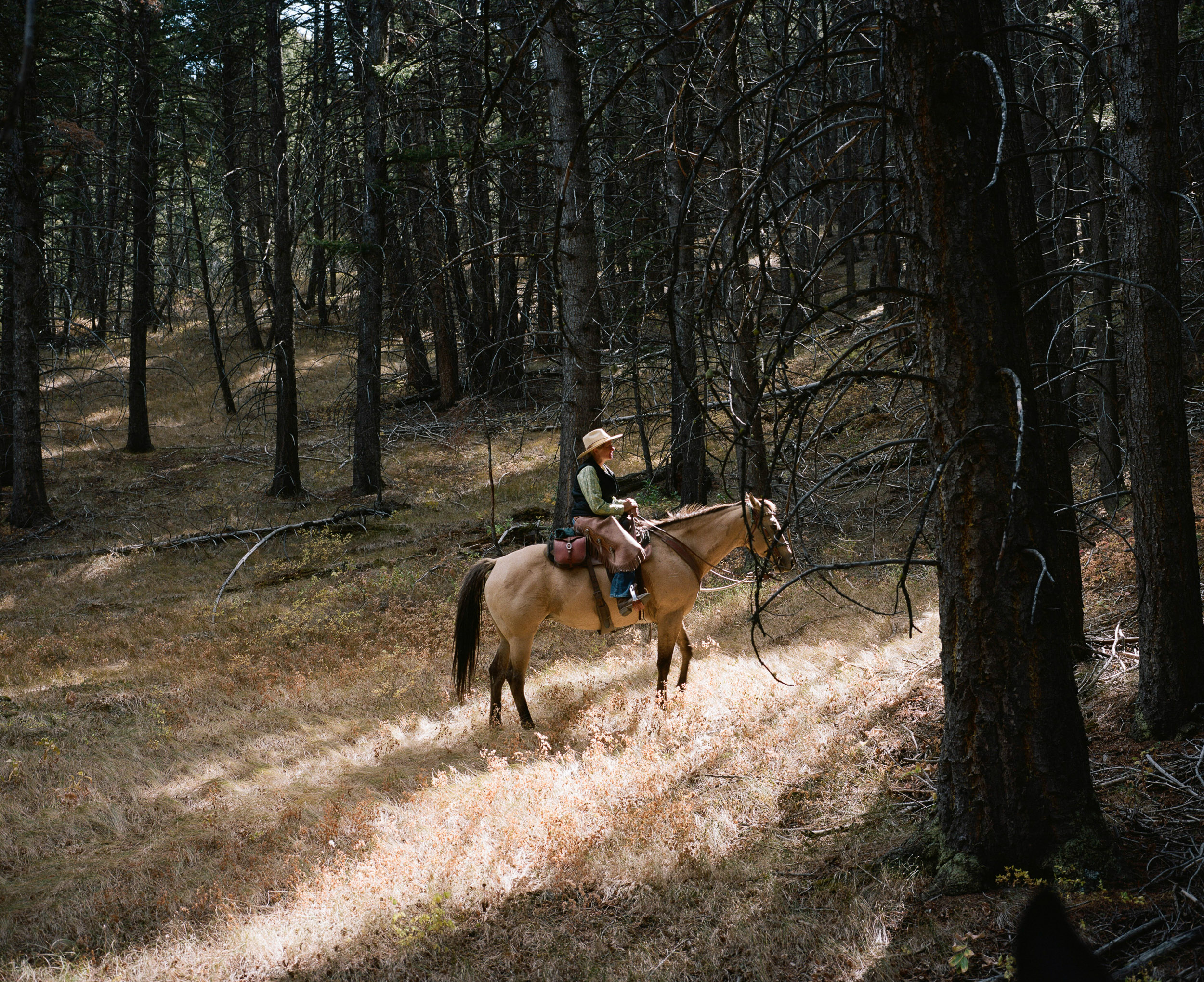 Woman on a horse in dry grass in a patch of sunlight