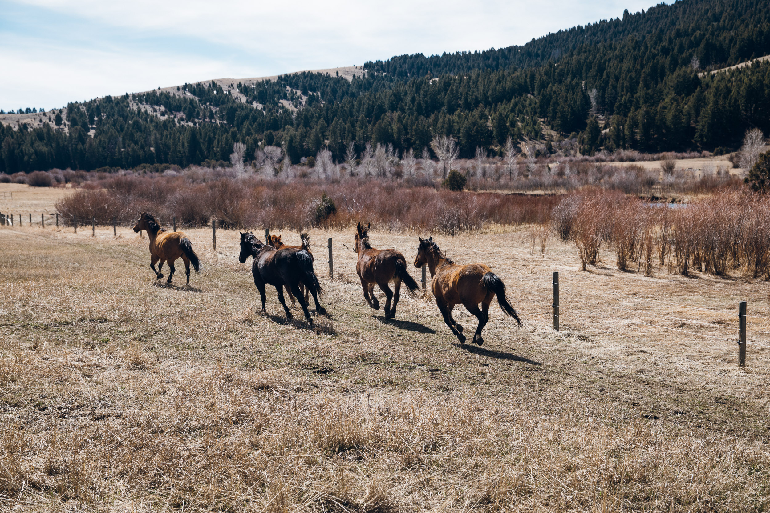 Horses running in a field in Winter in Montana