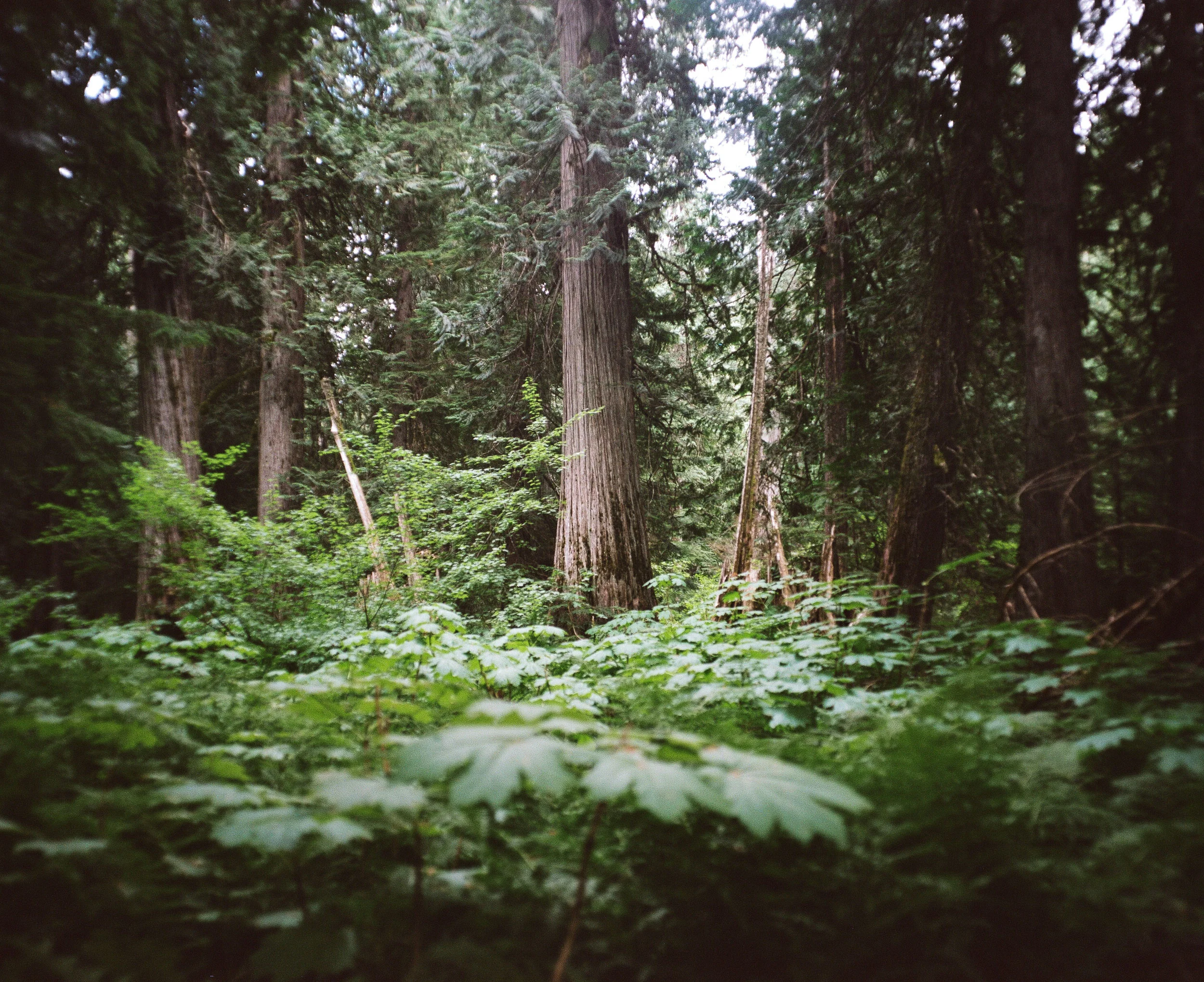 Ferns in a forrest with old trees