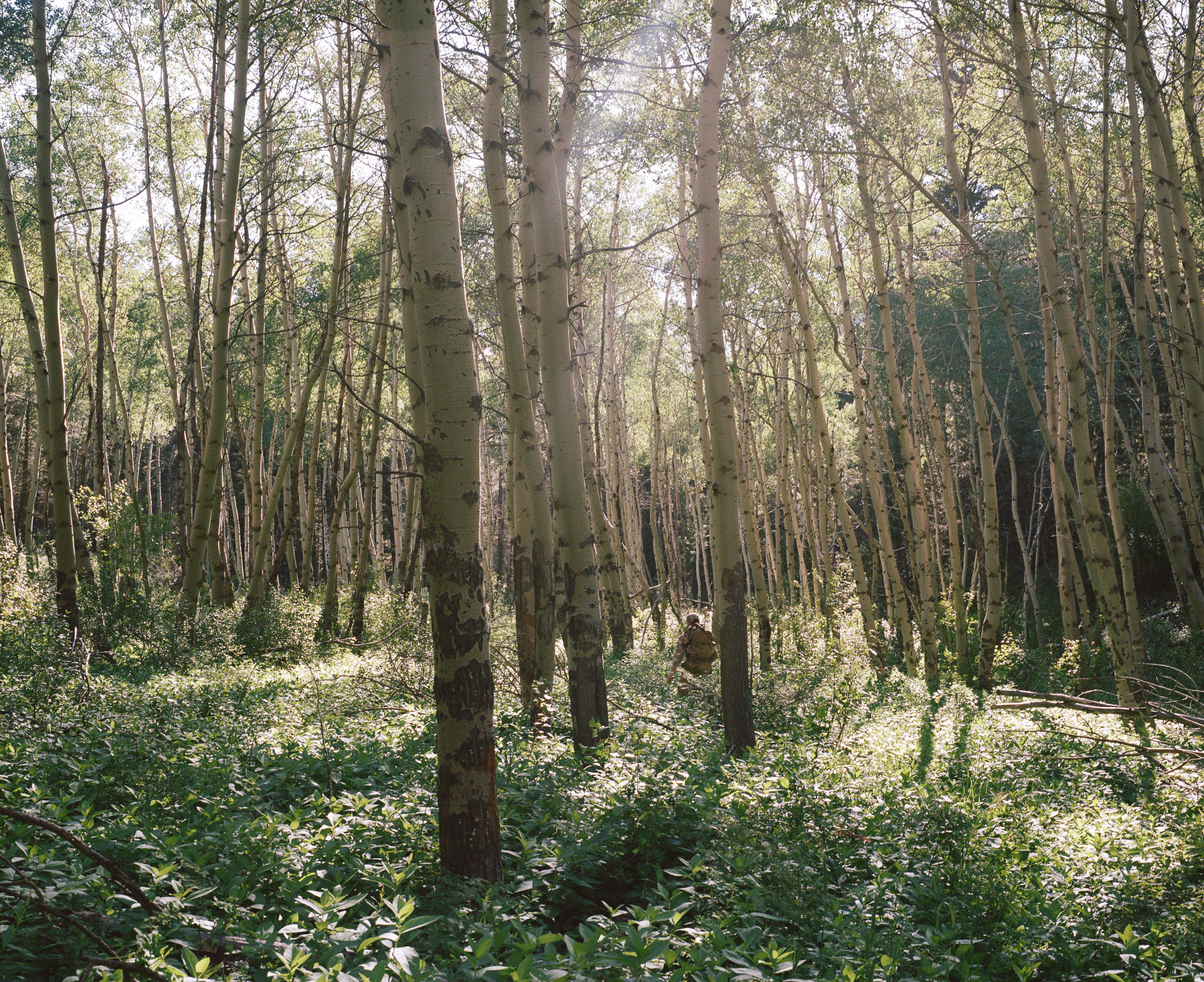 Hiker in birch forest