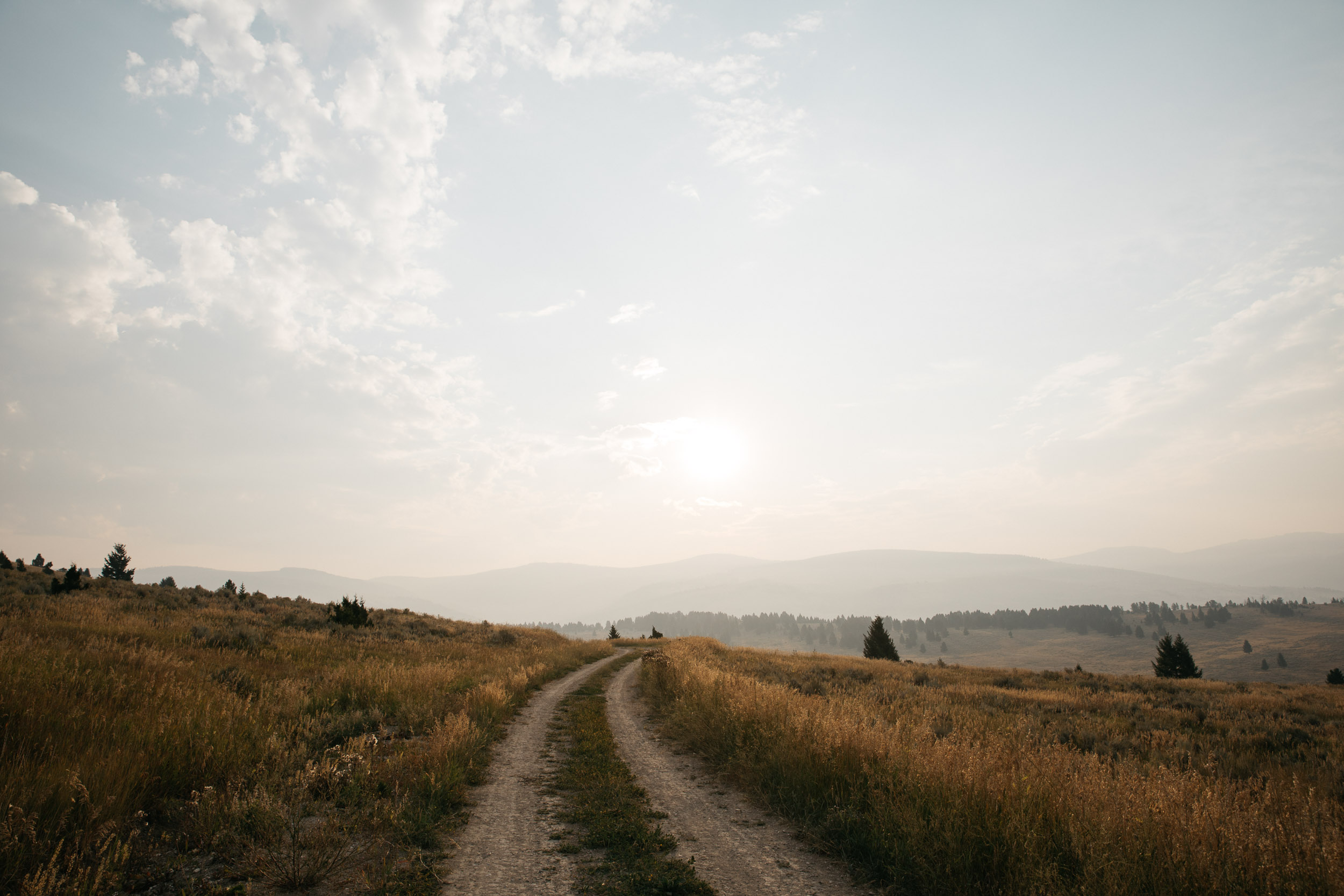 dirt road alongside high grasses in the mountains