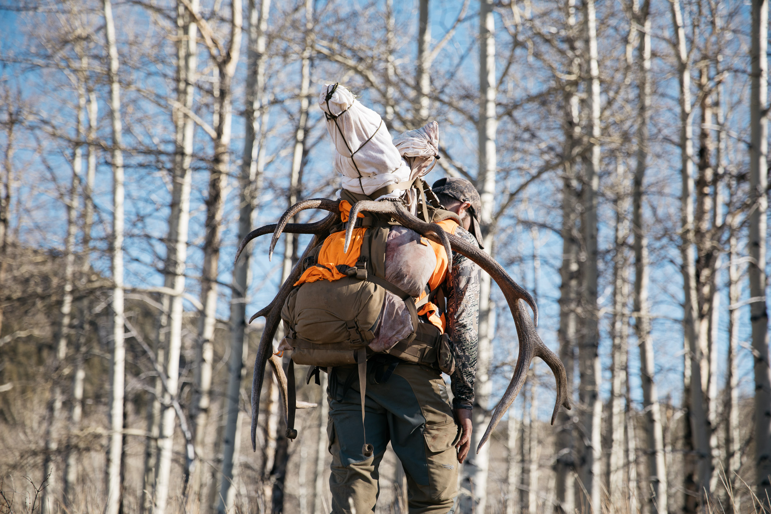 Bull Elk head on a pack  on a hunters back in front of aspens