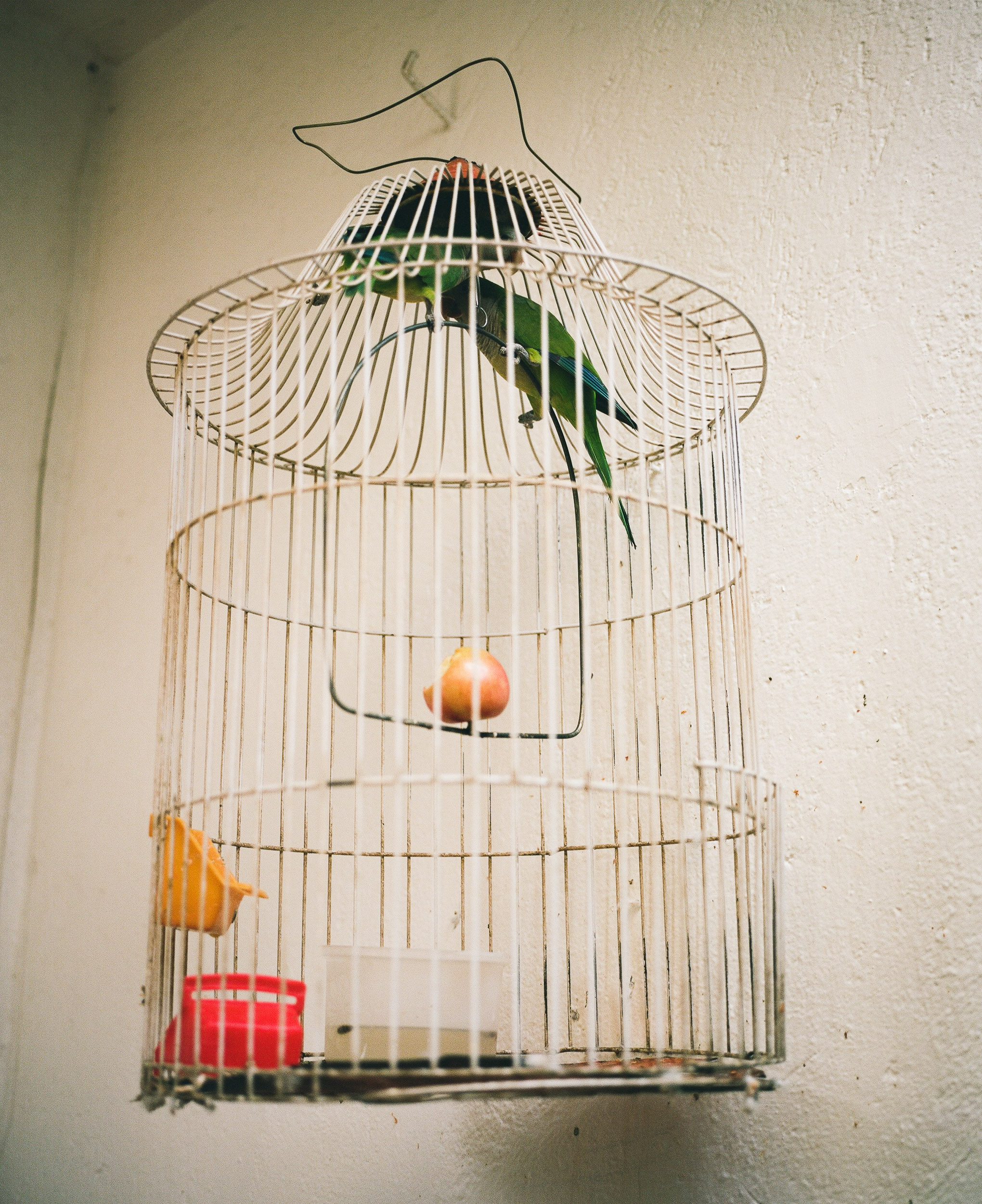 Two green parrots at the top of a white cage, Mexico City