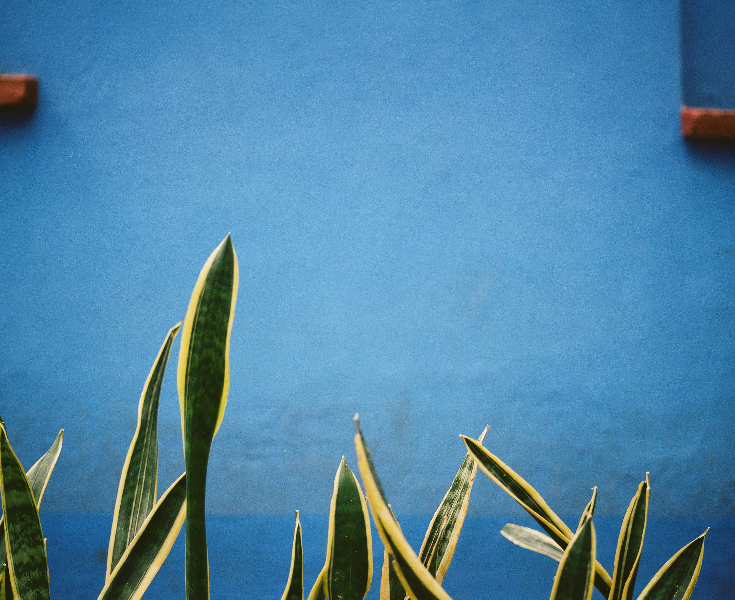 Plants in front of blue wall at the Casa Azul, Mexico City