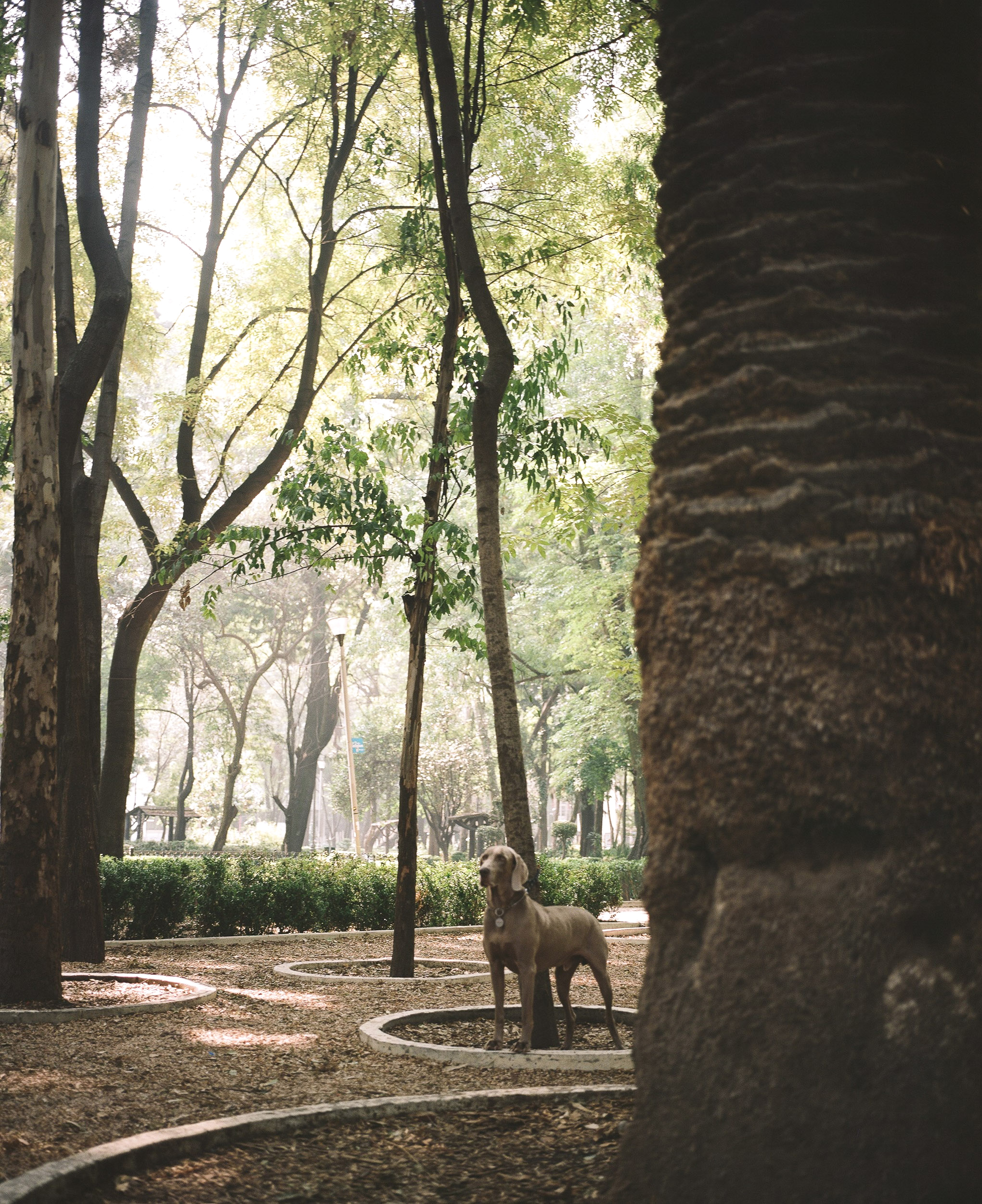 Dog in Plaza Mexico between tall trees, Mexico City