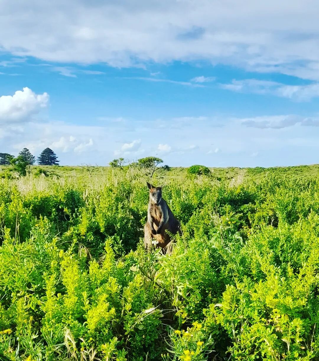 Roo with a view