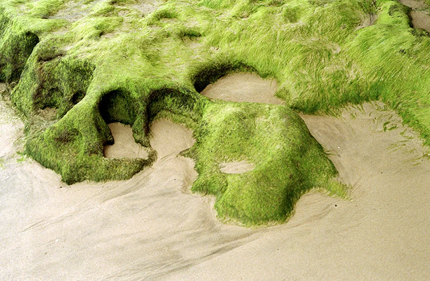 Habitat (2013)