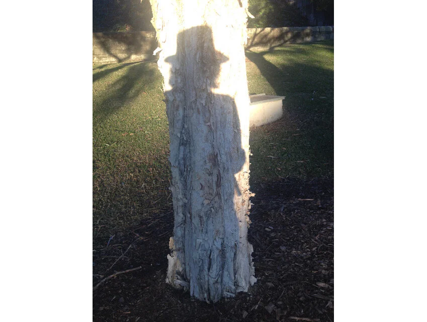 Shadowbark 5 canvas.jpg