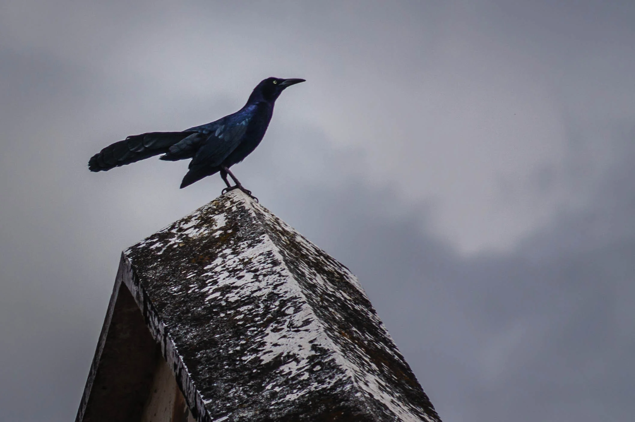 We met the local bird, the Quezales (i hope it is spelled like this), the freedom bird apparently.