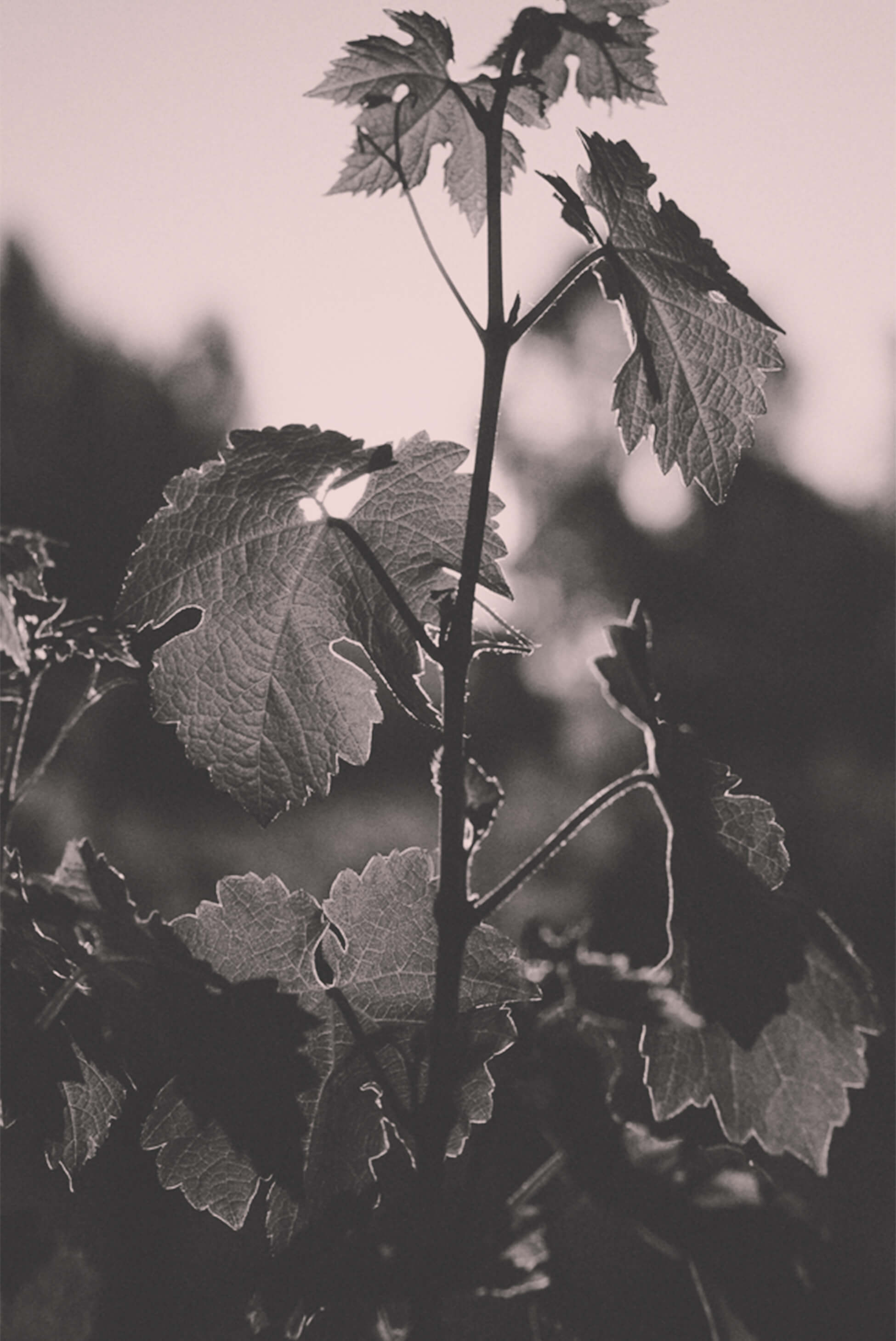 The new efforts of an established wine-country marketer, the Tonic brand needed to feel both modern and timeless.