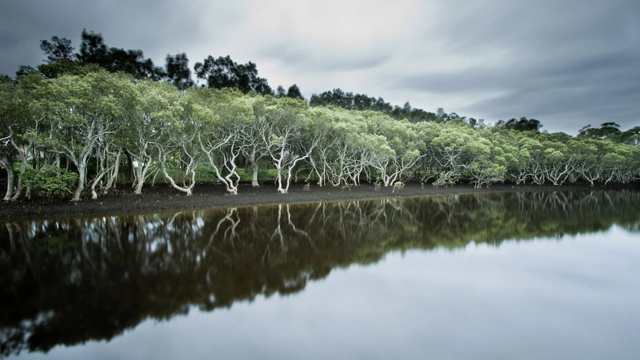 Mercurio Alvarado Mendez-Mangroves  (1).jpg