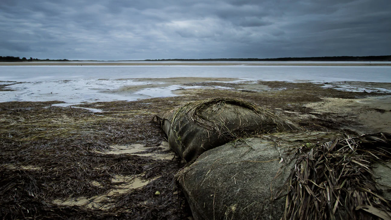 Mercurio Alvarado Mendez-Mangroves  (2).jpg