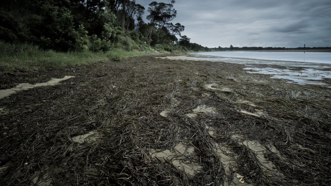 Mercurio Alvarado Mendez-Mangroves  (3).jpg