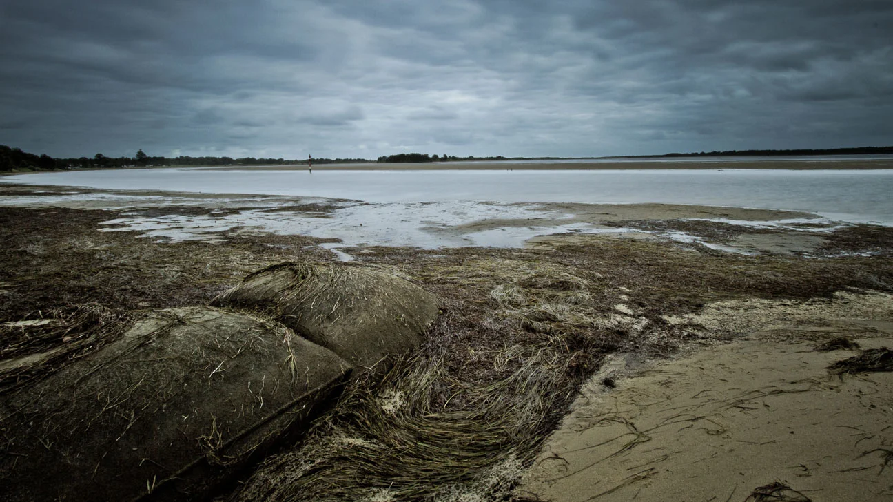Mercurio Alvarado Mendez-Mangroves  (4).jpg