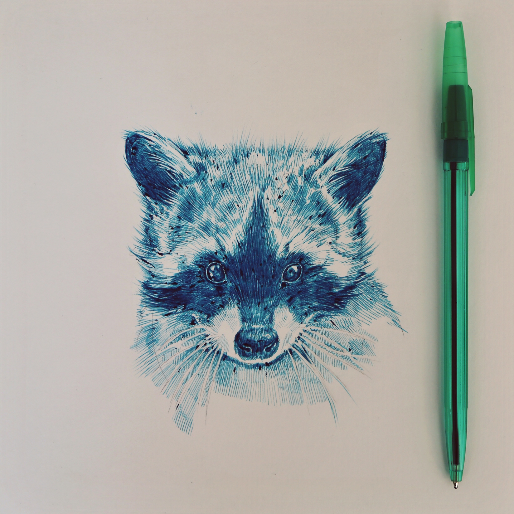 raccoon1.jpeg