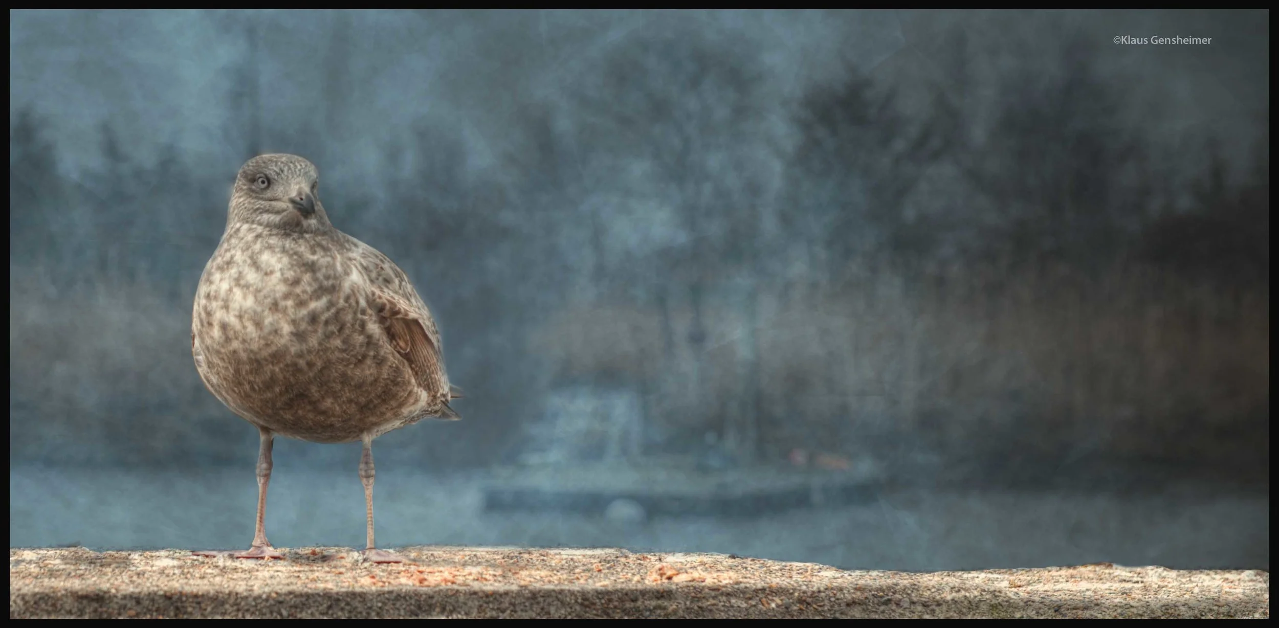 GullBor©.jpg
