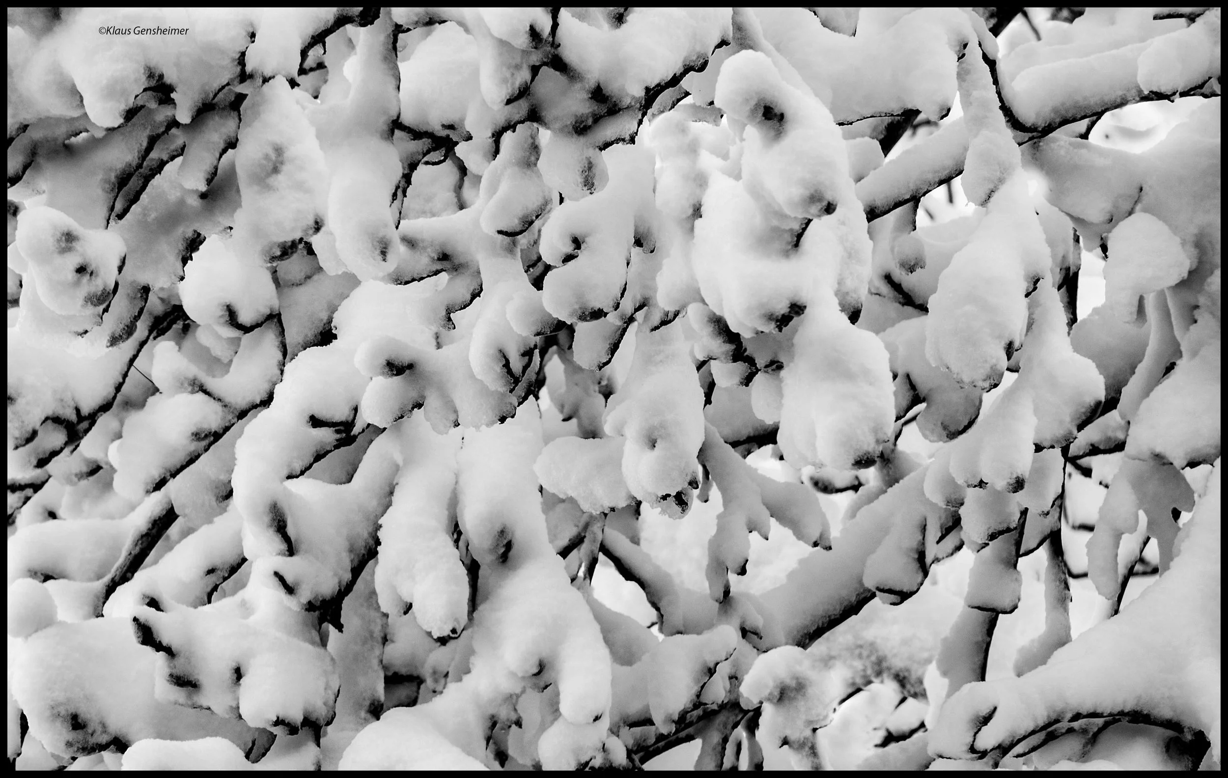 SnowyBranchNBor.jpg