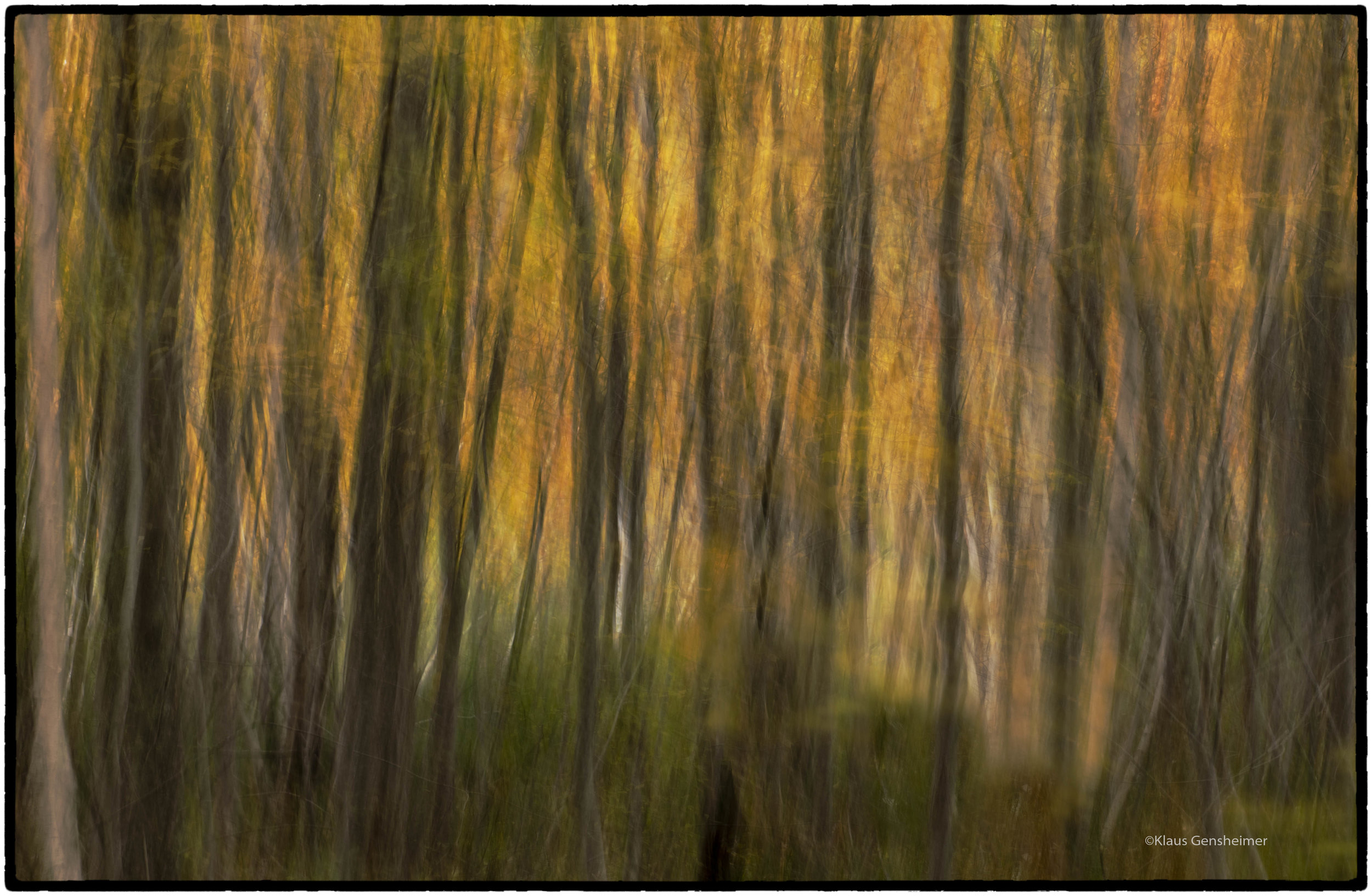 Woods8NBor.jpg