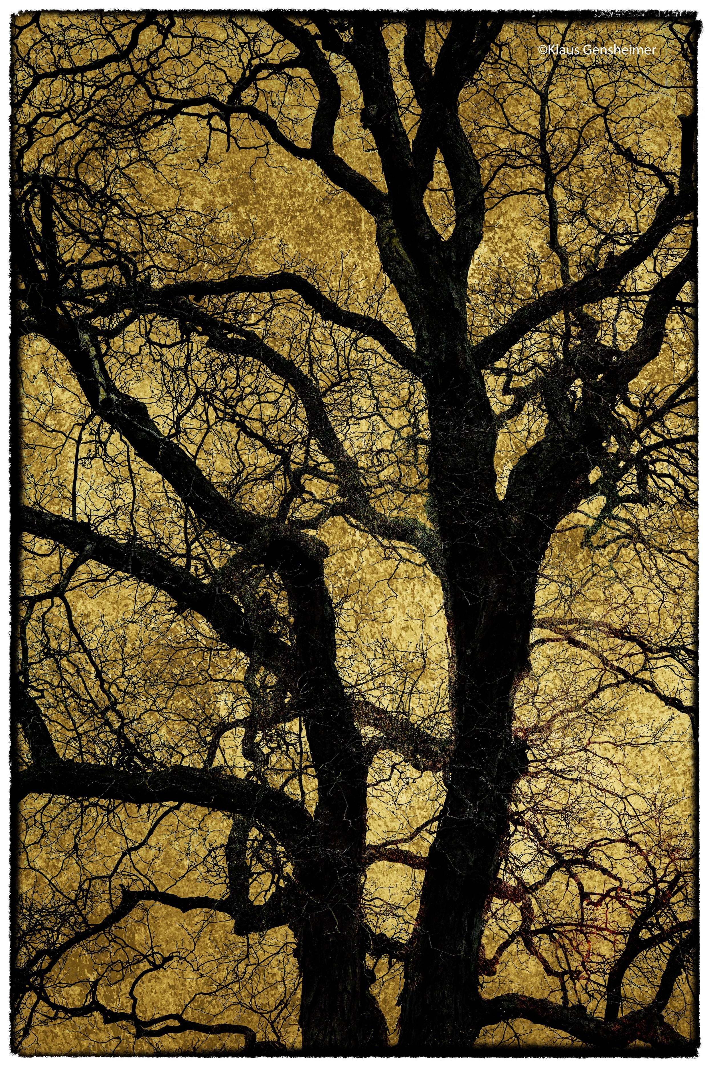 TreeSilhouetteYNBor.jpg