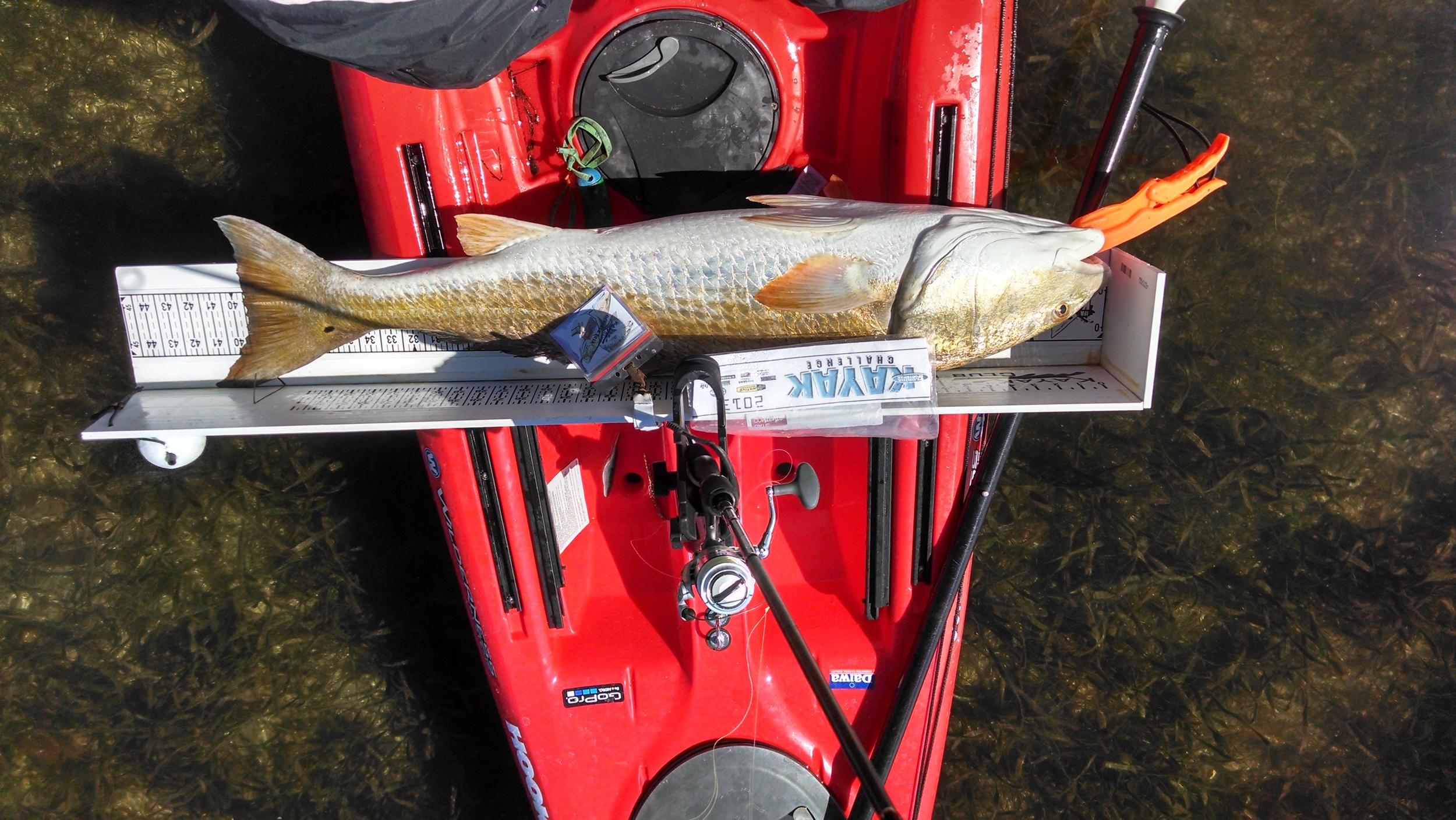 40+ inch redfish in Sarasota Bay (The Hunt For Red October) — Casting Kayaks