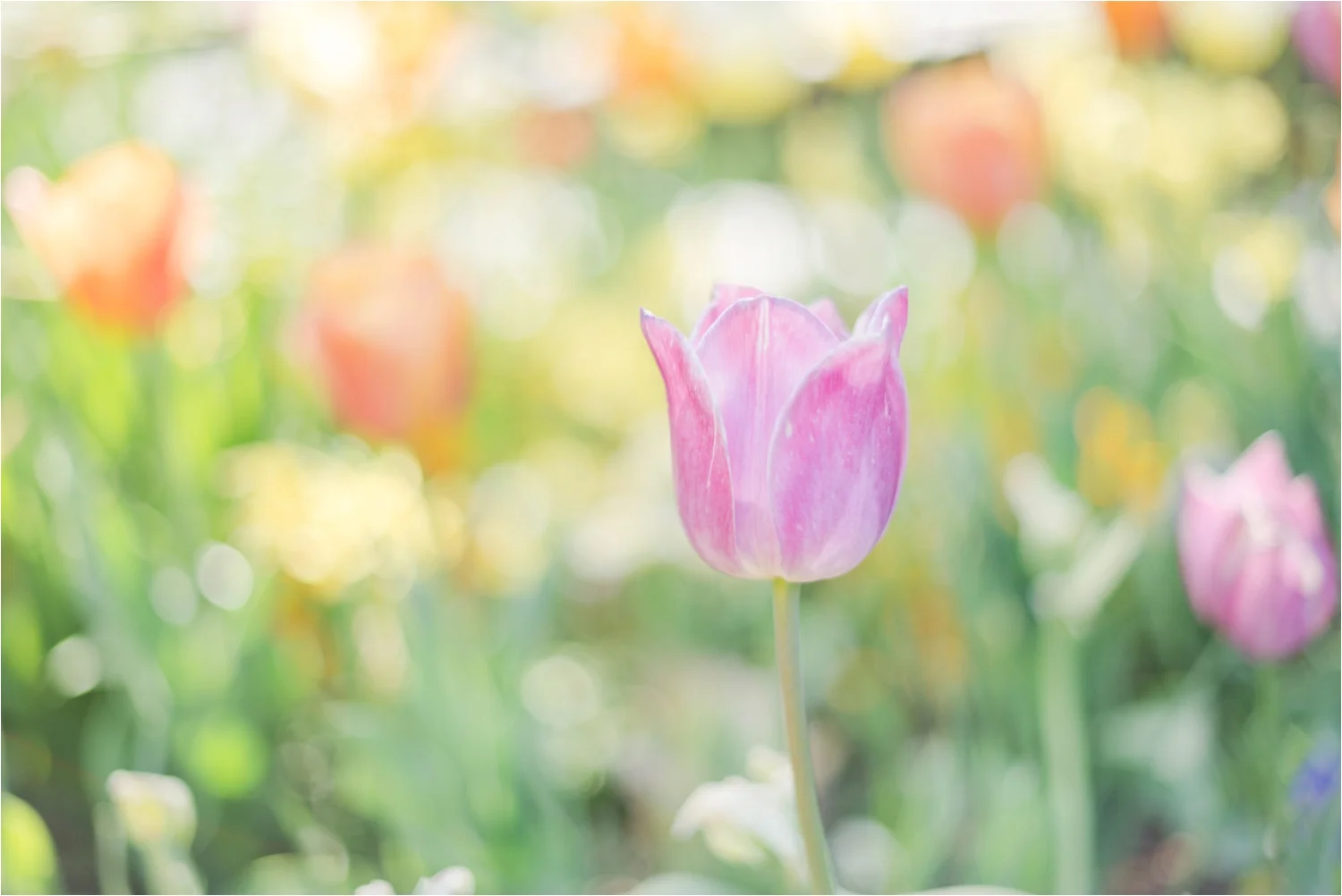 duke-gardens-durham-north-carolina