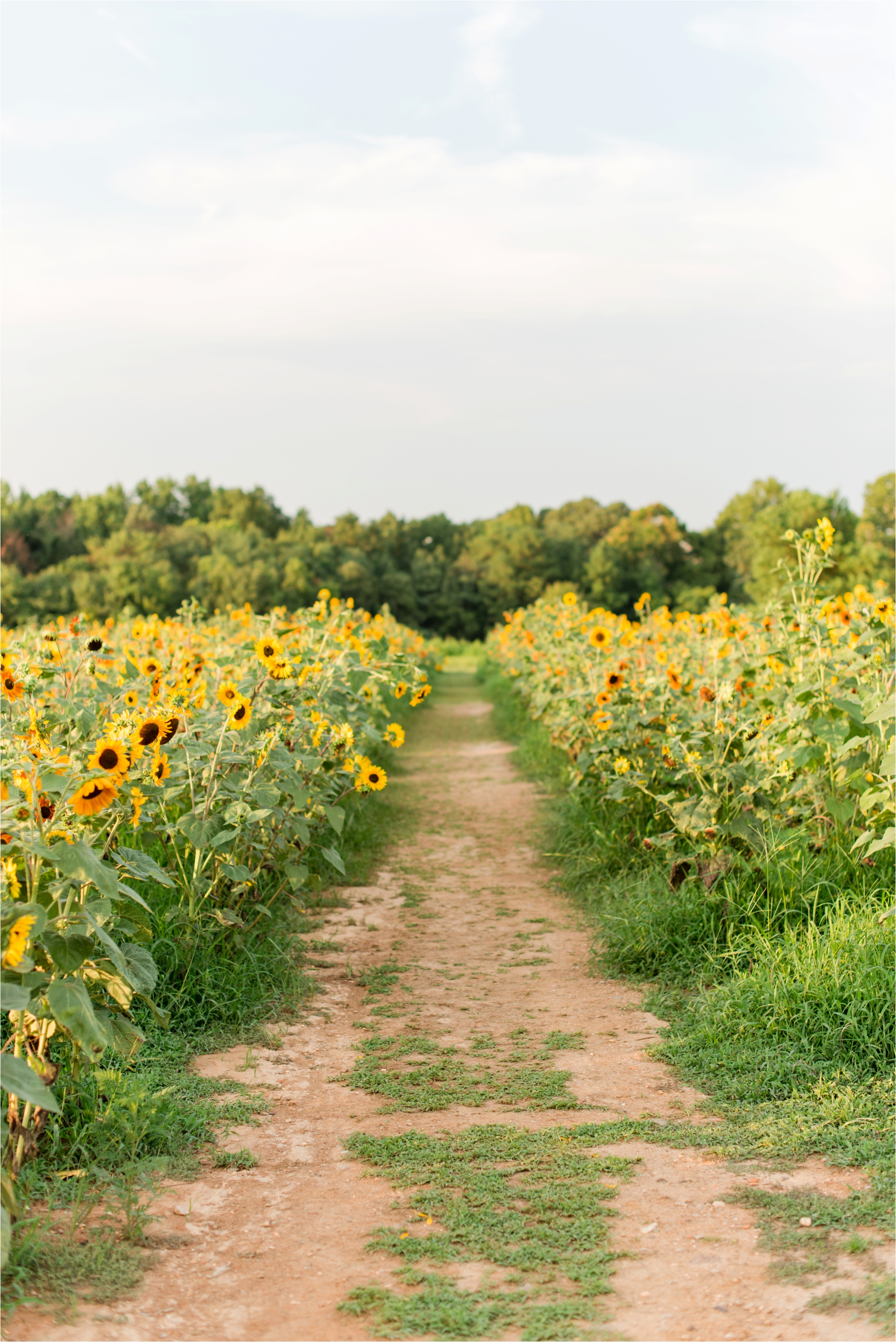 Dorothea Dix Park Sunflower Field Raleigh Nc Raleigh Wedding Photographer Jaclyn Auletta Photography