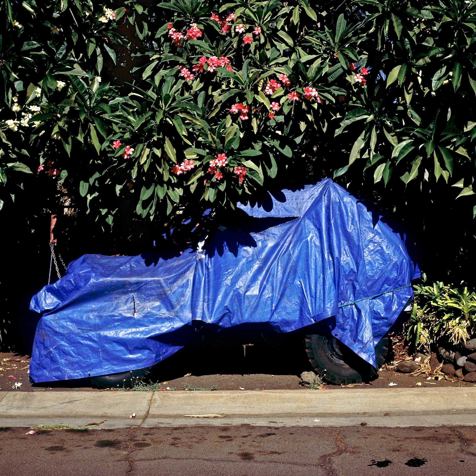 TarP.jpg