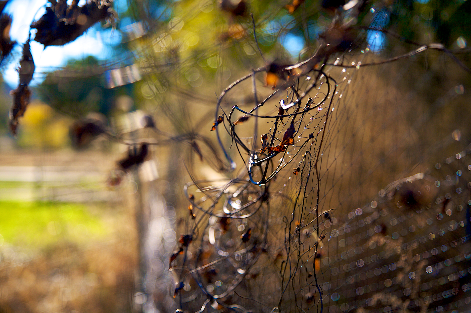 _MG_3249.jpg