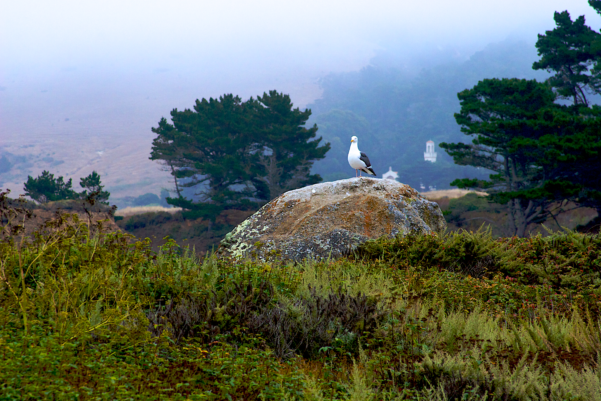 _MG_8068.jpg