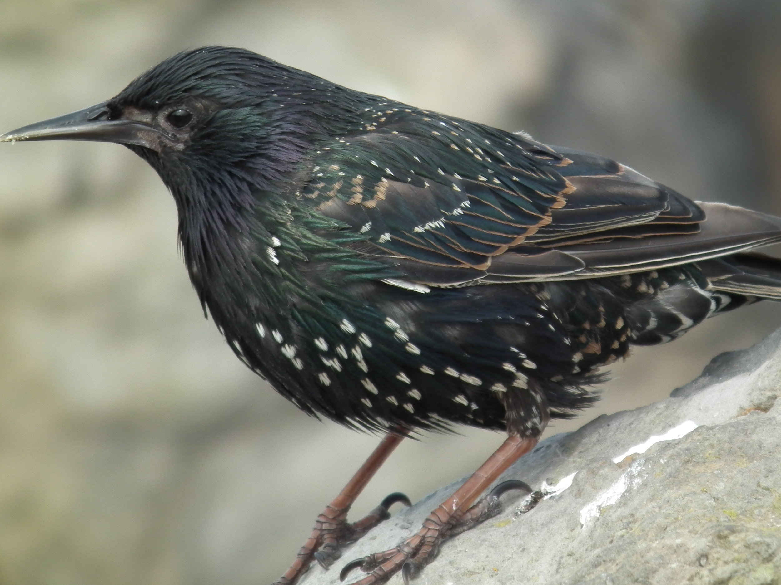 Birds