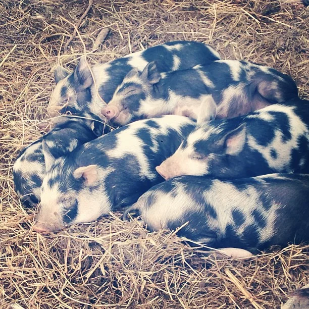 piglet-pile-pastured-woodlot-ossabaw.jpg