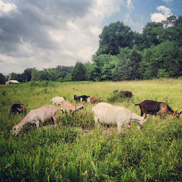 grazing-goats.jpg