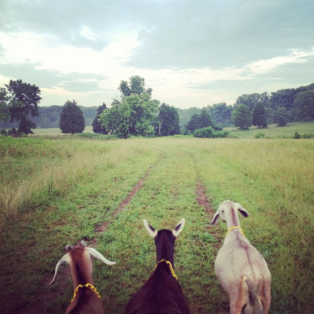 pasture-walk-goats.jpg