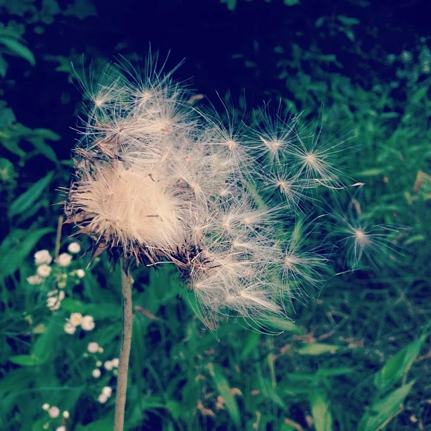 THISTLE-MAKE-A-WISH.jpg